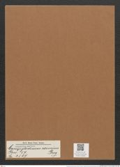 Campylodiscus eximius Greg. (de-Toni-Nr.: Genus 57, Species 2507) Zeichnungen Sammlung Grunow Mappe 02669 (Herbarium_W_Grunow_drawings_Folder_02669)